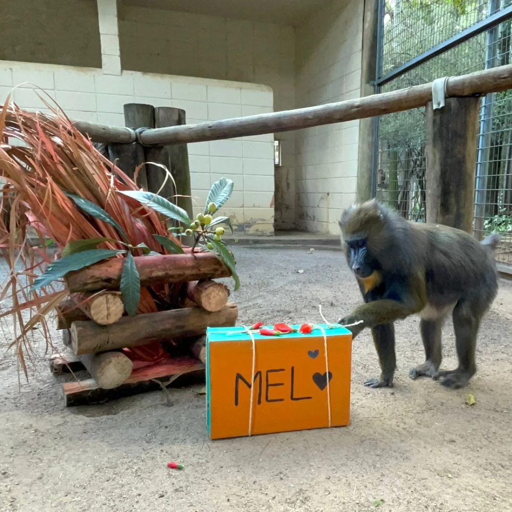 Festa Junina no Zoológico Municipal de Sorocaba; animais ganham mimos