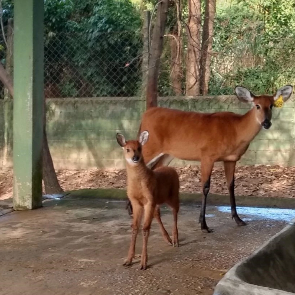 Filhote de cervo-do-pantanal nascido no zoo de Sorocaba completa 45 dias de vida