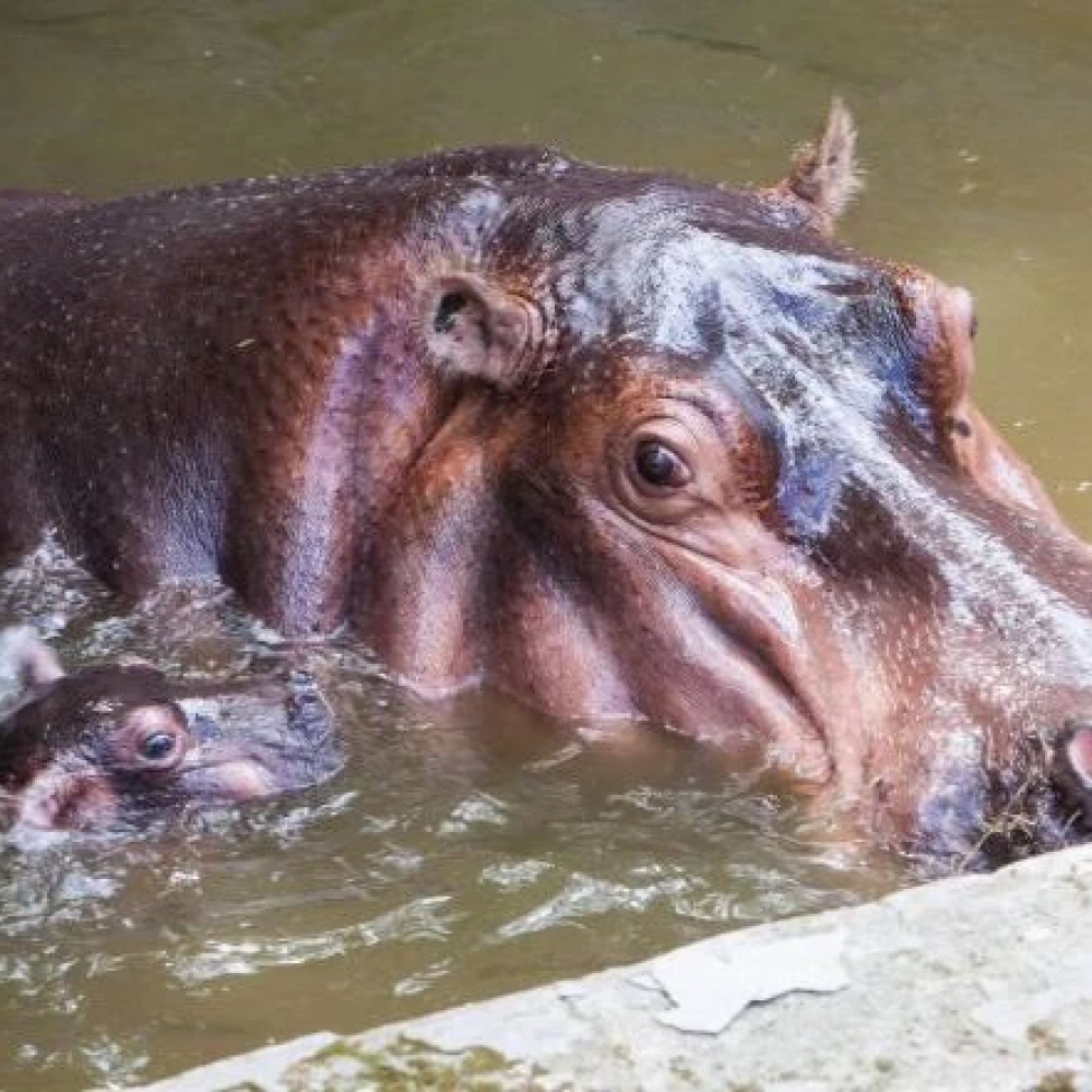 Filhote de hipopótamo nasceu no Zoo de Sorocaba