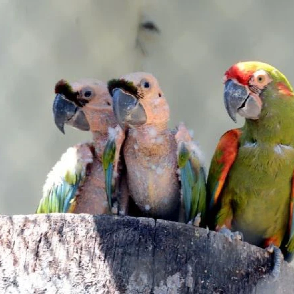Filhotes de arara-de-testa-vermelha e ema nascem no Zoológico Quinzinho de Barros
