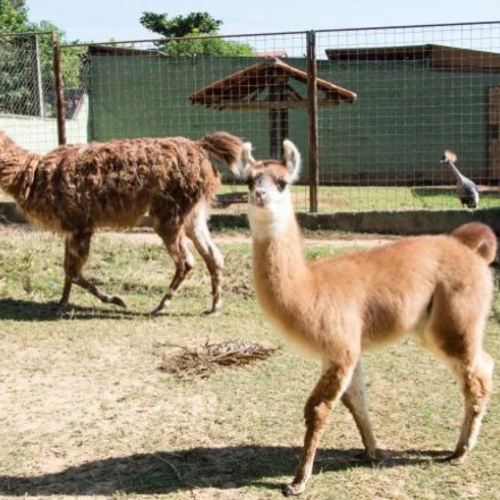 Filhotes de íbis-sagrado, lhama e veado-catingueiro nasceram no Zoológico de Sorocaba
