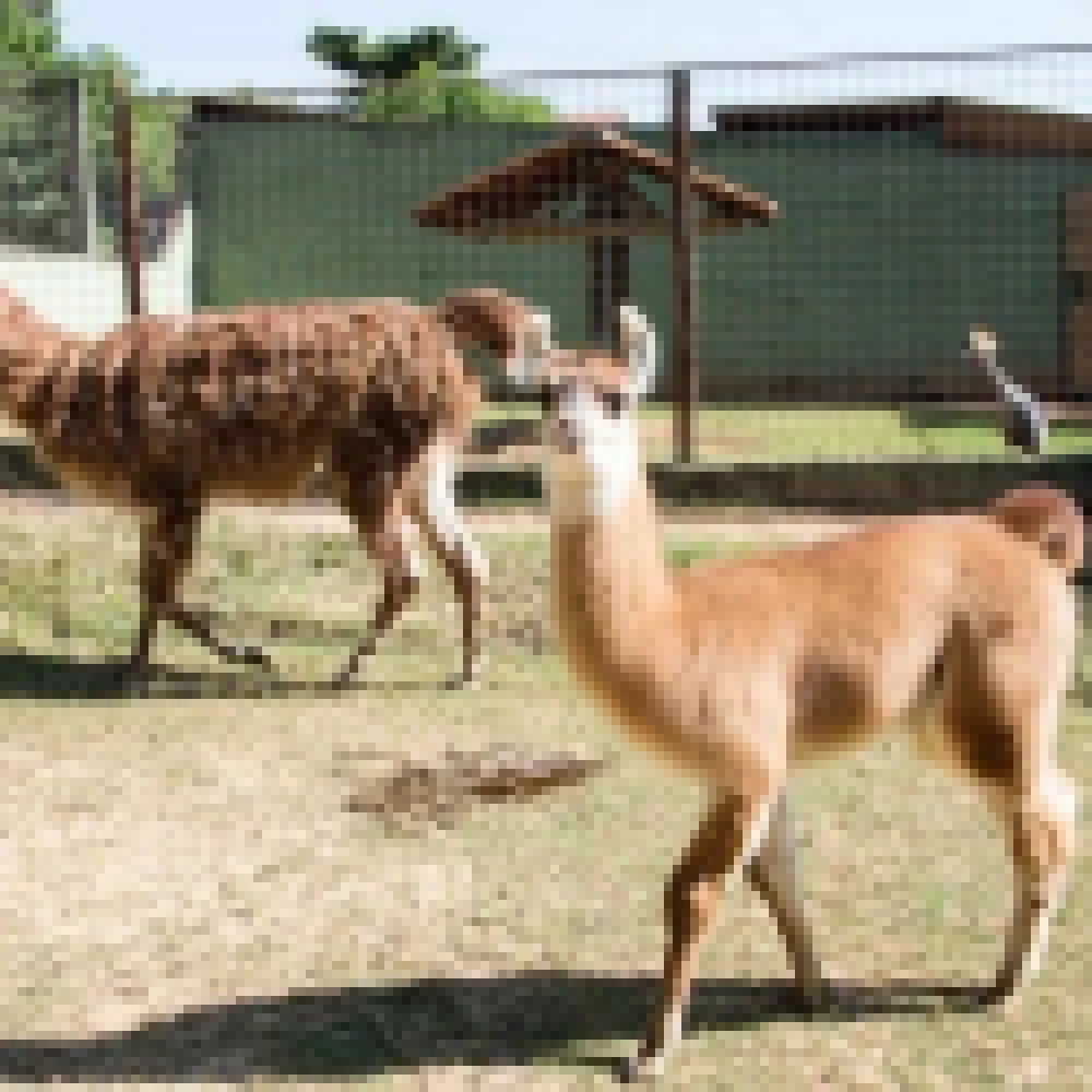 Filhotes de íbis-sagrado, lhama e veado-catingueiro nasceram no Zoológico de Sorocaba