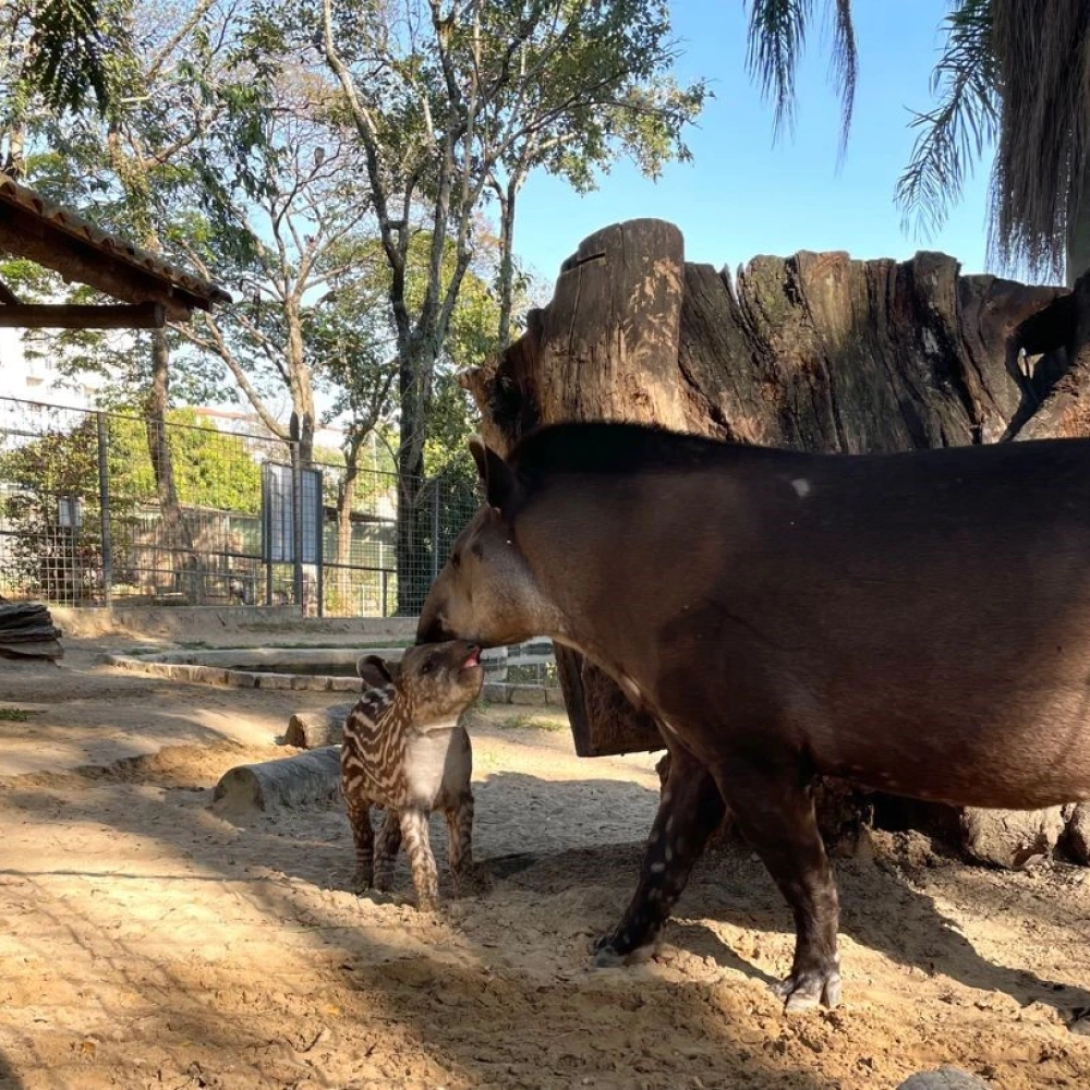 Filhotes de saium-de-coleira e de anta nascem no Zoológico Municipal de Sorocaba