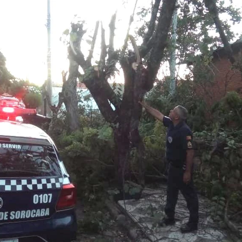 Homem é flagrado cortando árvores irregularmente no Jardim Santa Rosália