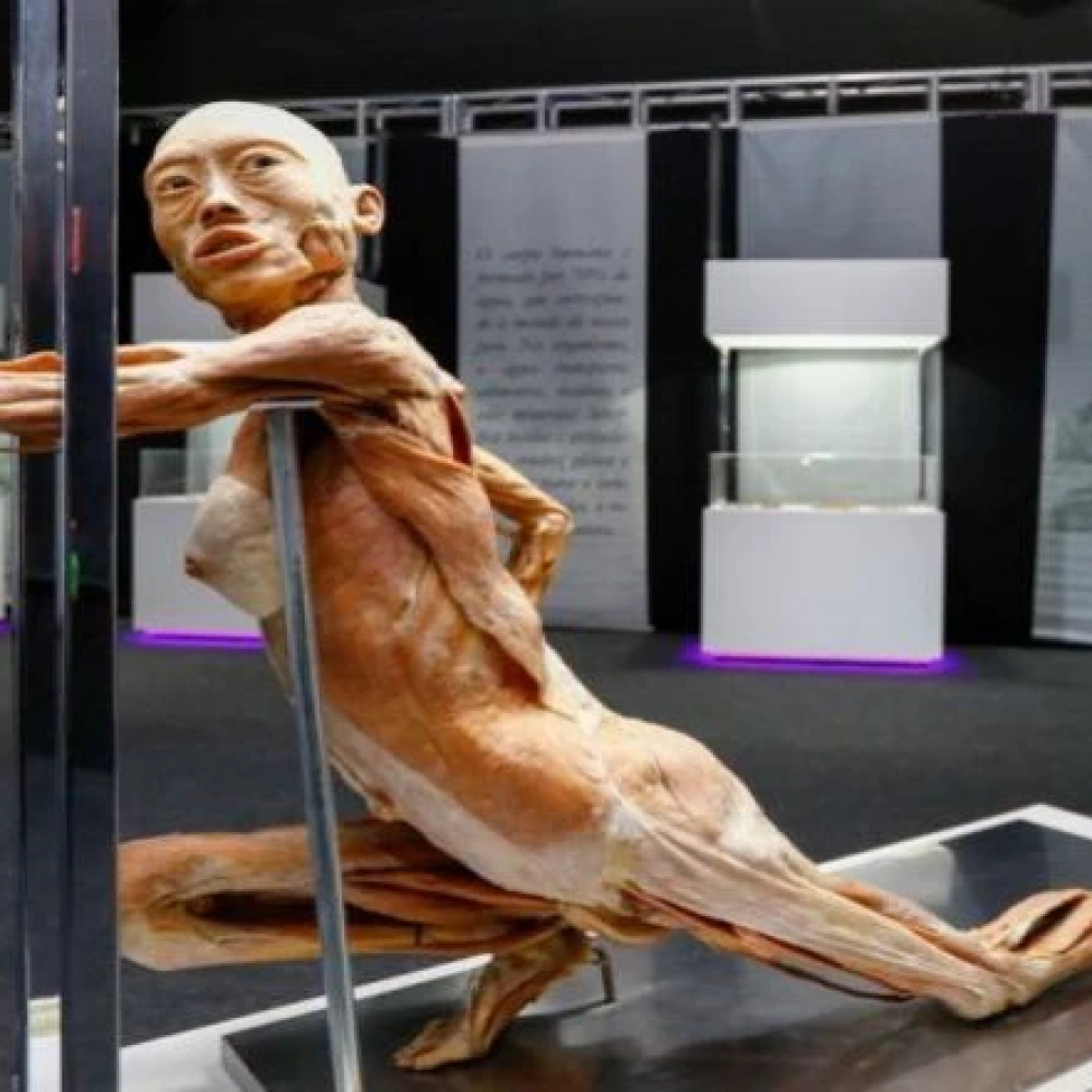Human Bodies – Maravilhas do Corpo Humano volta ao Iguatemi Esplanada