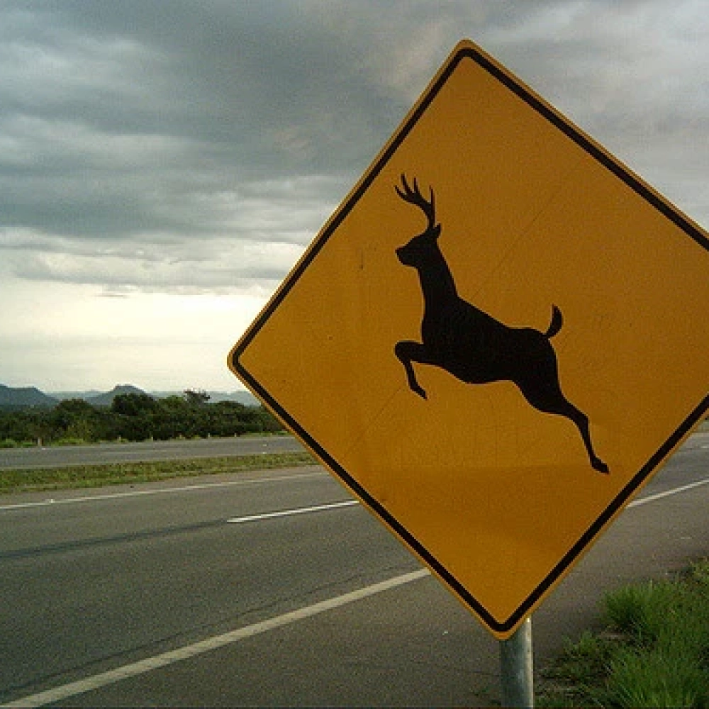 Identificou animais na estrada? Saiba como proceder