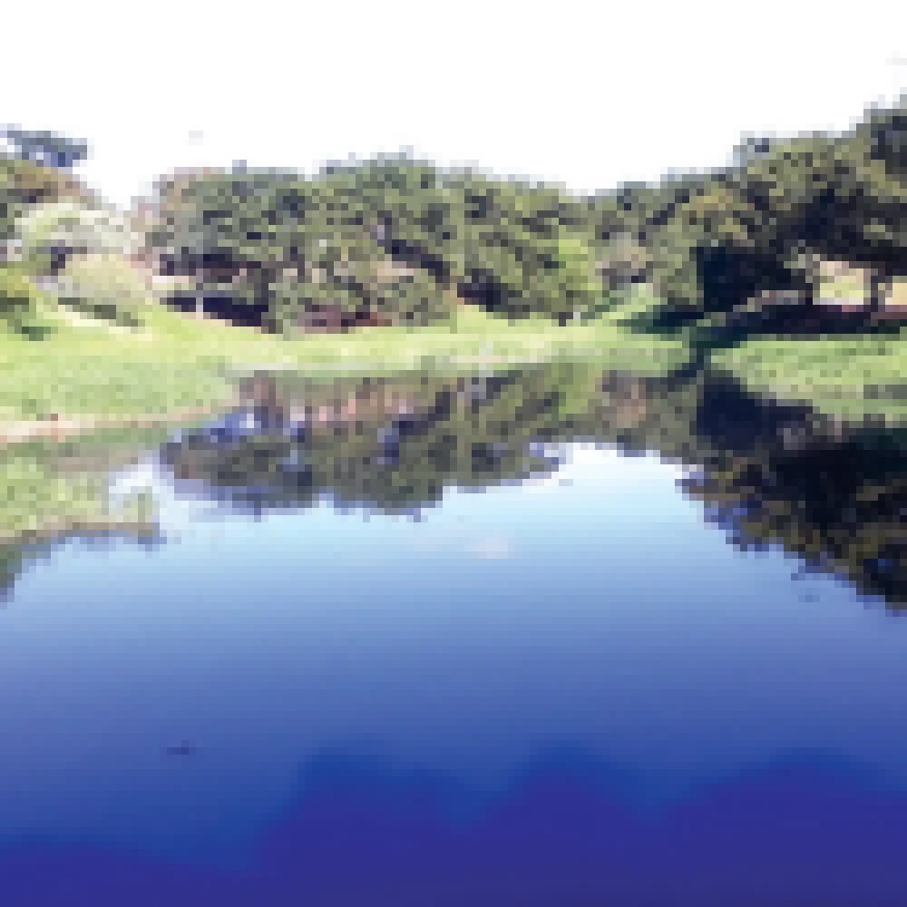 Vazamento de esgoto causa a morte de centenas de peixes no lago da Formosa e frequentadores do local se revoltam com a situaÃ§Ã£o