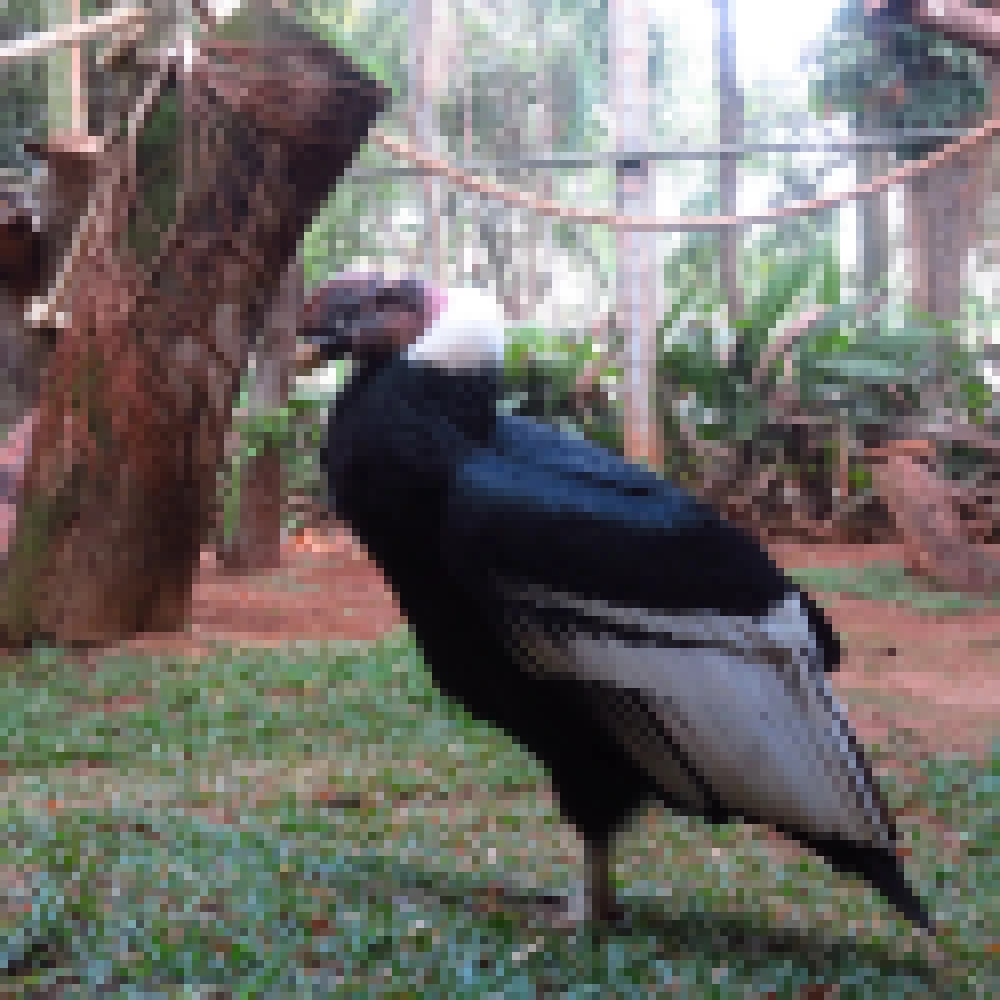 ZoolÃ³gico Municipal â€œQuinzinho de Barrosâ€� tem dois novos moradores
