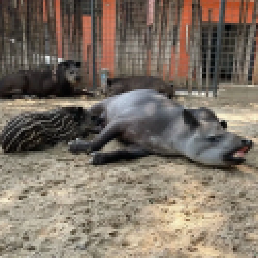 Filhotes de saium-de-coleira e de anta nascem no ZoolÃ³gico Municipal de Sorocaba