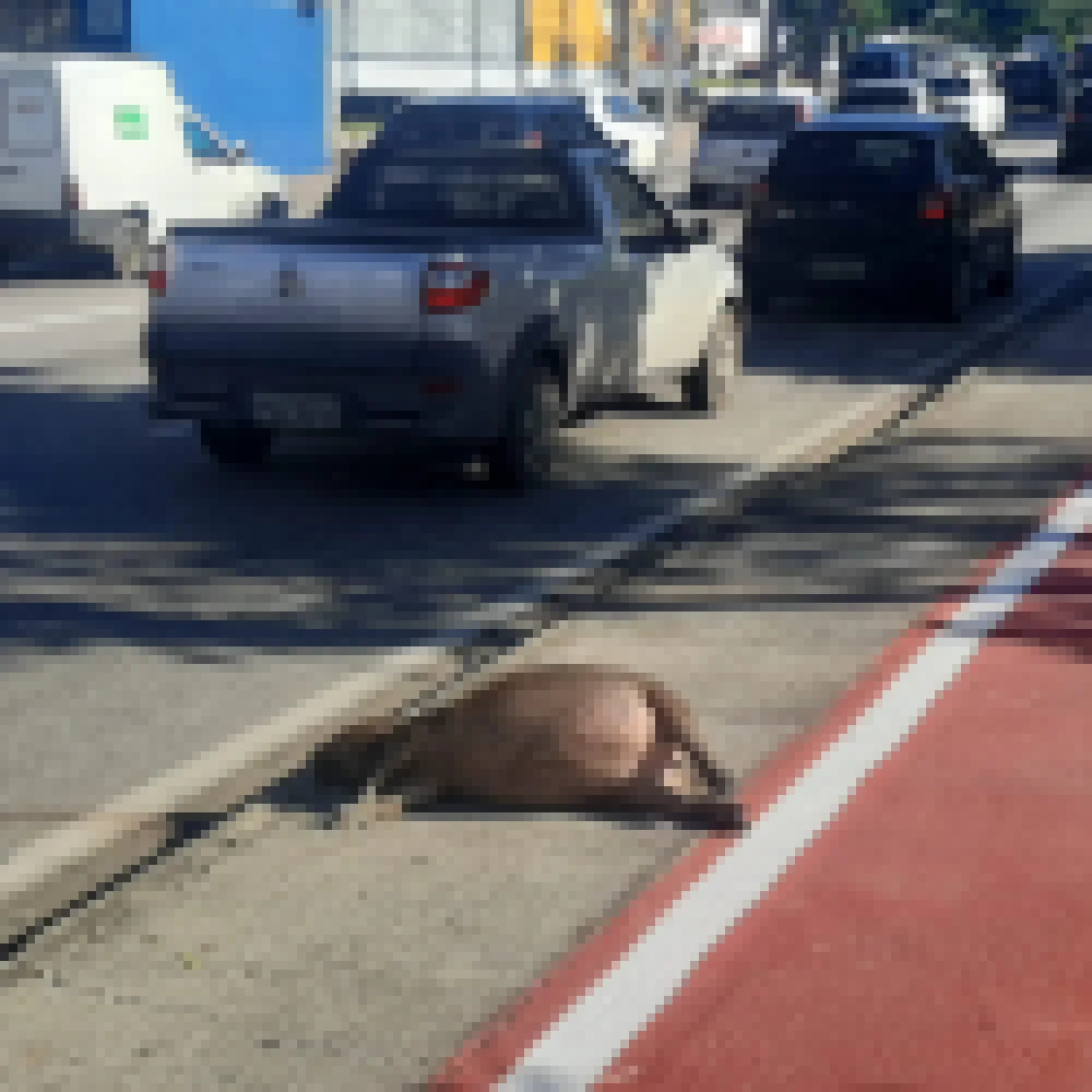 Atropelamento demonstra necessidade de manejo das capivaras