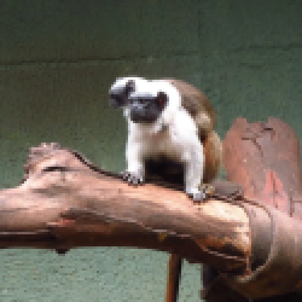 Filhotes de saium-de-coleira e de anta nascem no ZoolÃ³gico Municipal de Sorocaba