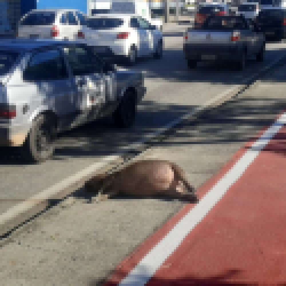 Atropelamento demonstra necessidade de manejo das capivaras