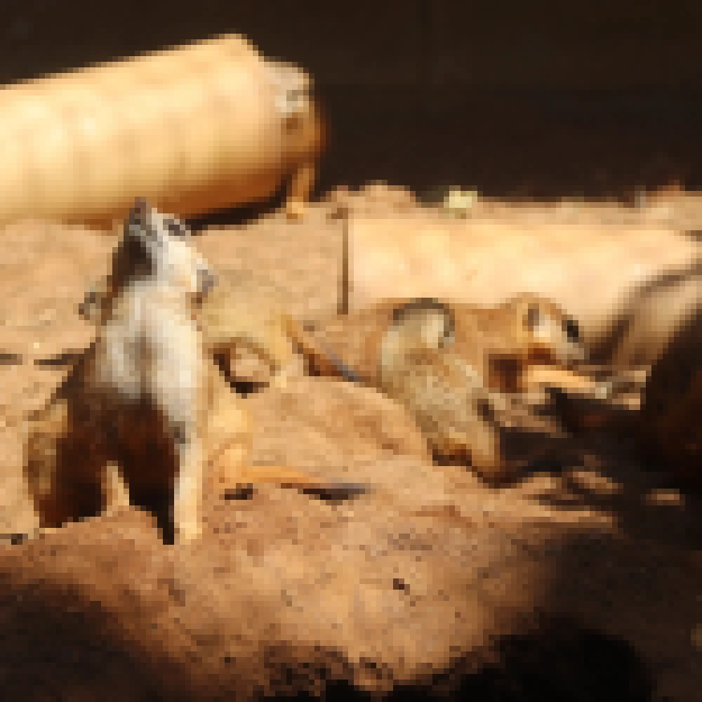 Prefeitura dÃ¡ inÃ­cio Ã  nova etapa de melhorias no ZoolÃ³gico Municipal de Sorocaba a partir de pintura externa e revitalizaÃ§Ã£o da fachada