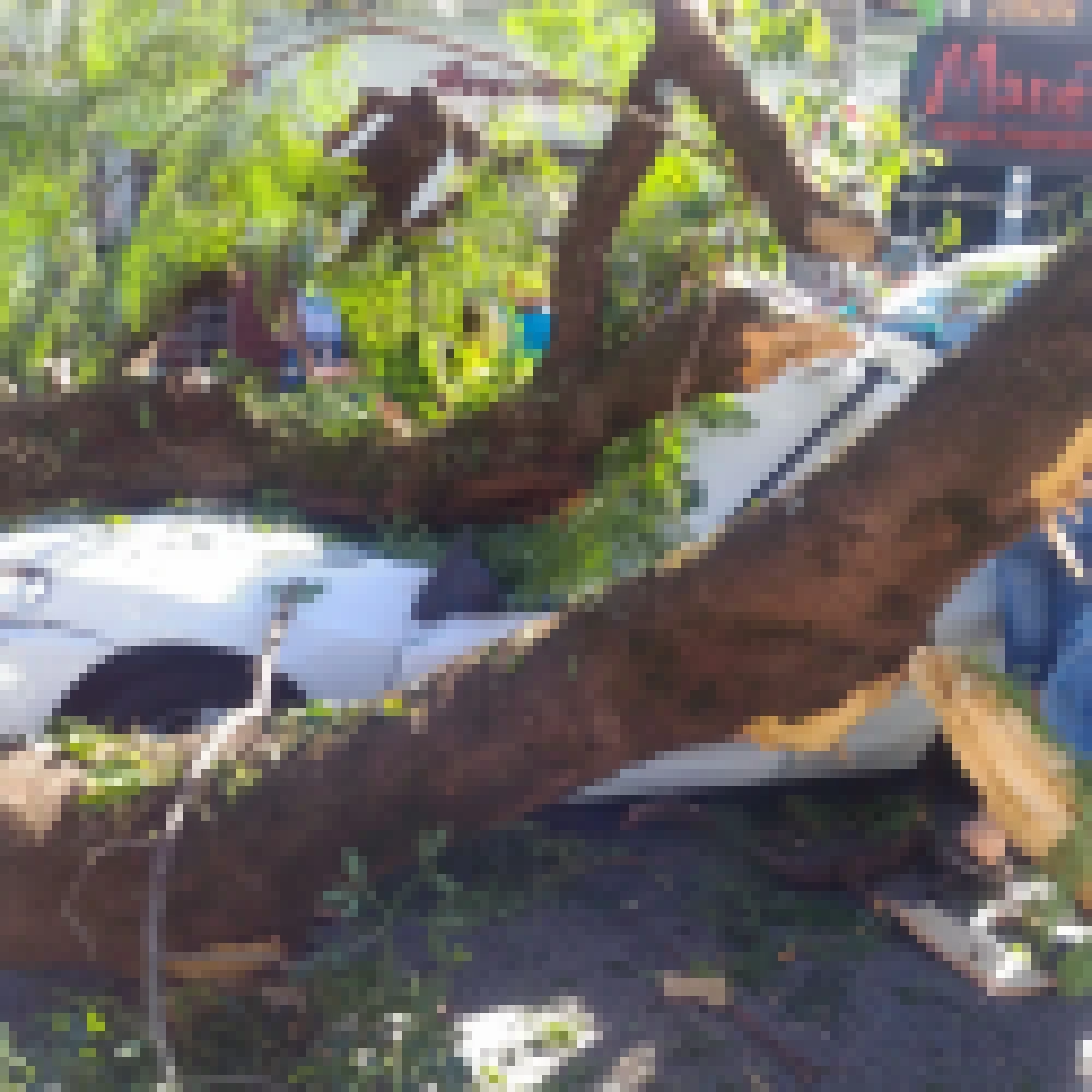 Ã�rvore cai em cima de veÃ­culo e motorista fica presa nas ferragens na avenida Nogueira Padilha