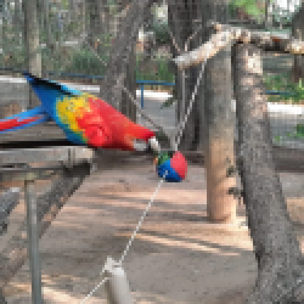 Festa Junina no ZoolÃ³gico Municipal de Sorocaba; animais ganham mimos