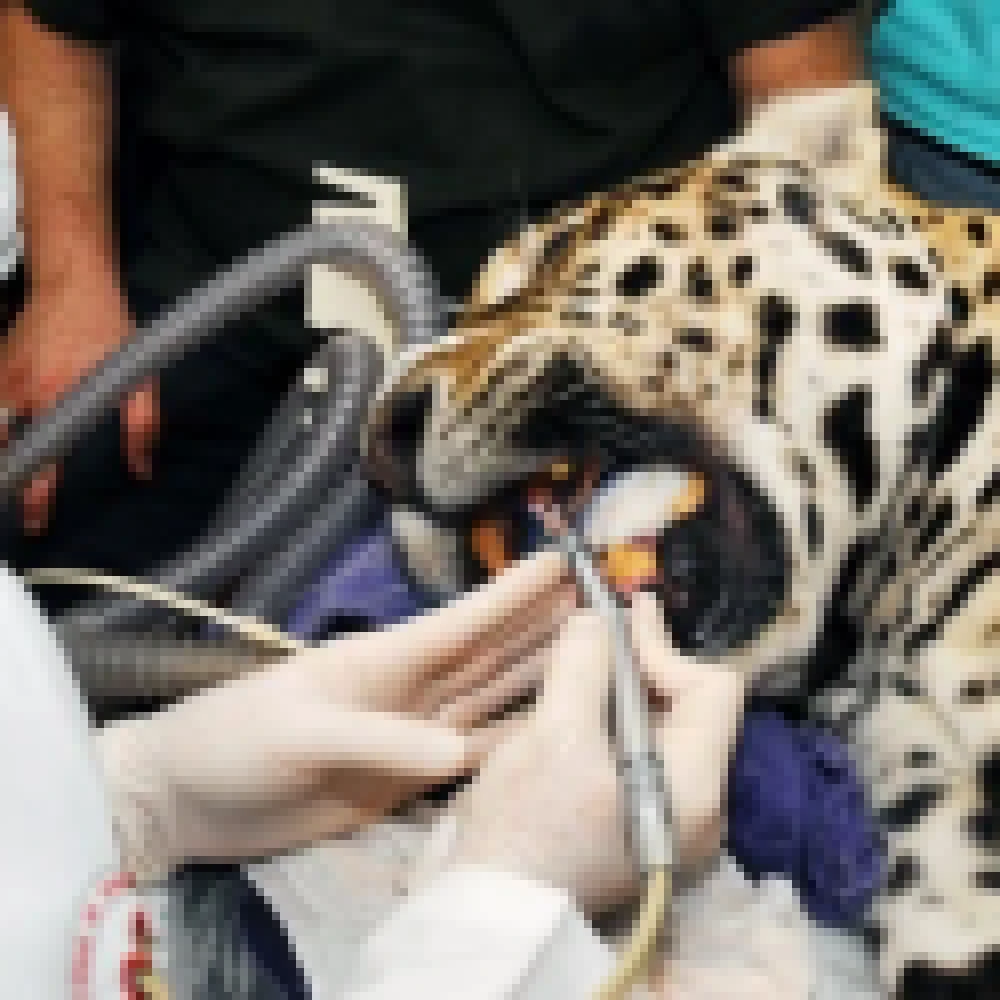 OnÃ§a-pintada do Zoo de Sorocaba passou por tratamento dentÃ¡rio