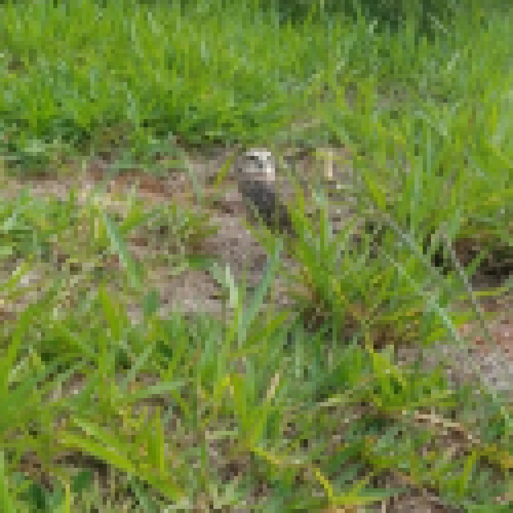Zoo de Sorocaba fez soltura de corujas e maritacas na Flona Ipanema