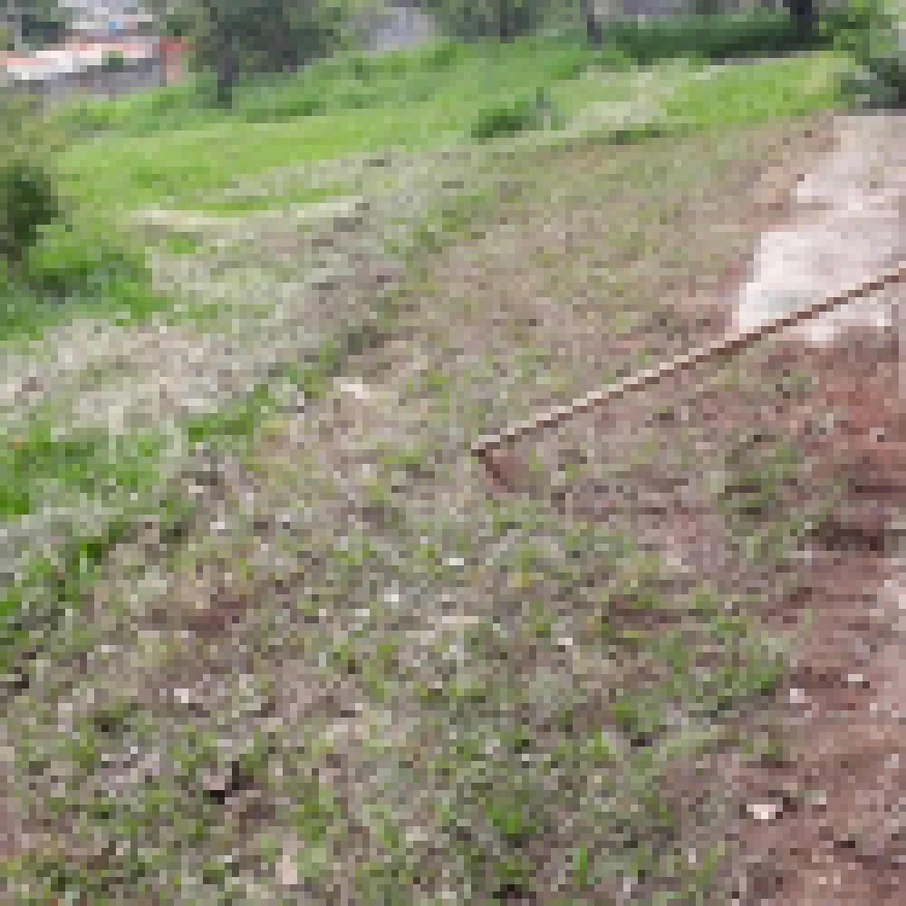HÃ¡ trÃªs anos sem resposta da Prefeitura, morador resolve capinar mato das calÃ§adas por contra prÃ³pria na Zona Norte