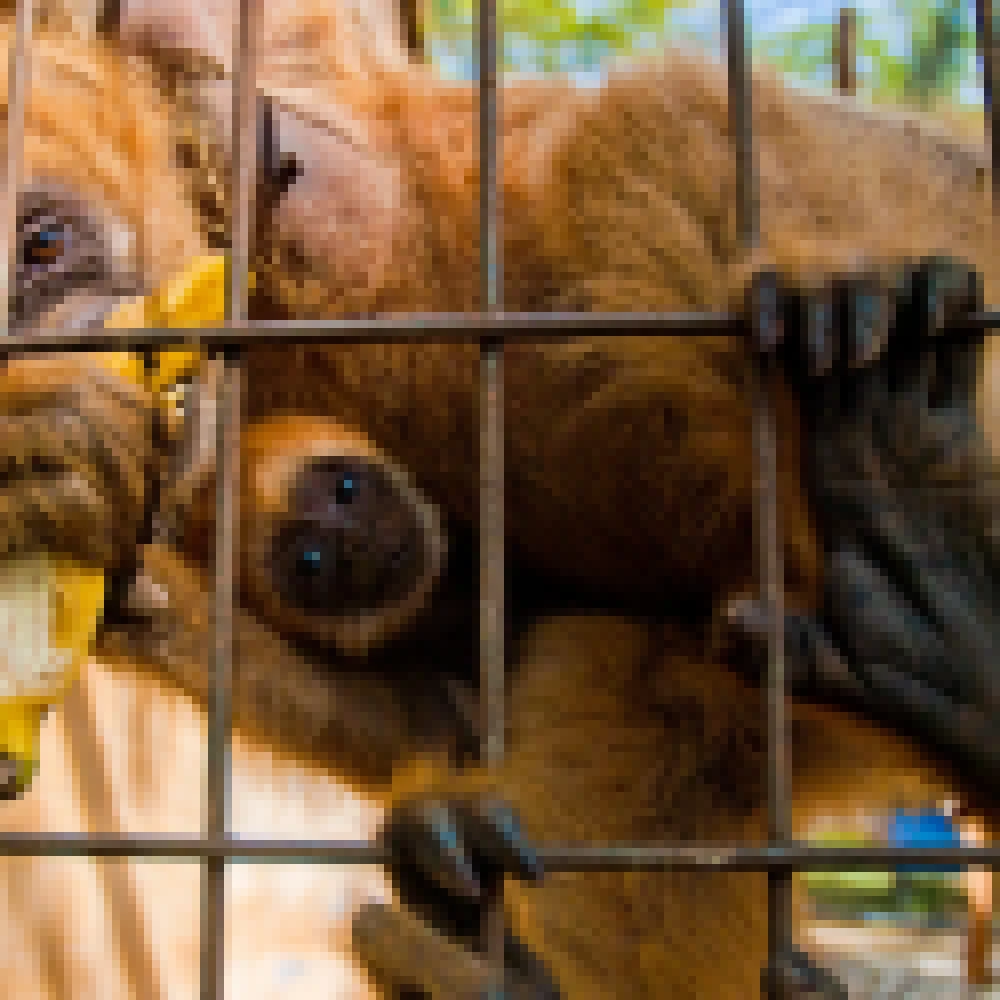Considerado um dos mais completos da AmÃ©rica Latina, zoo de Sorocaba completa 50 anos de existÃªncia