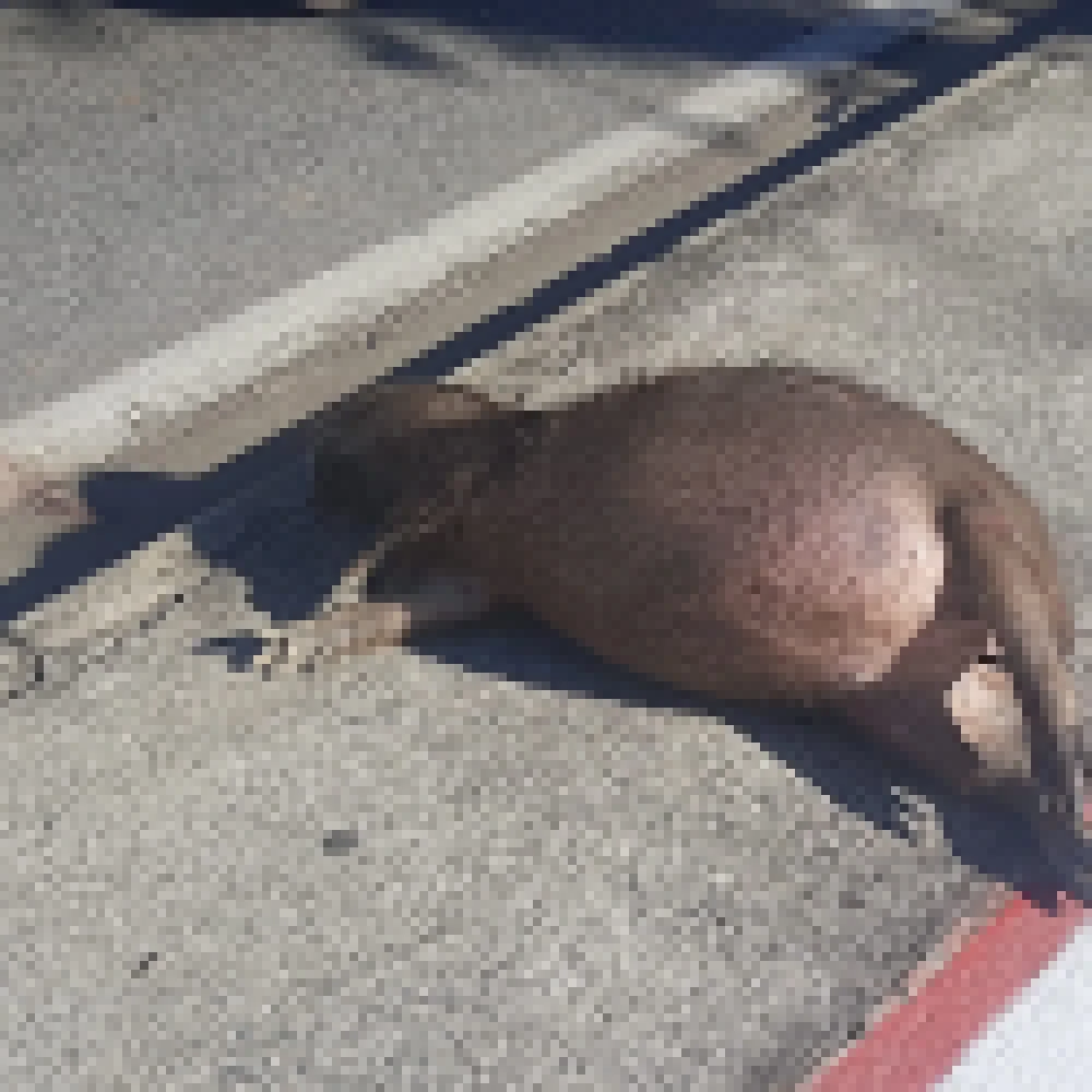 Atropelamento demonstra necessidade de manejo das capivaras