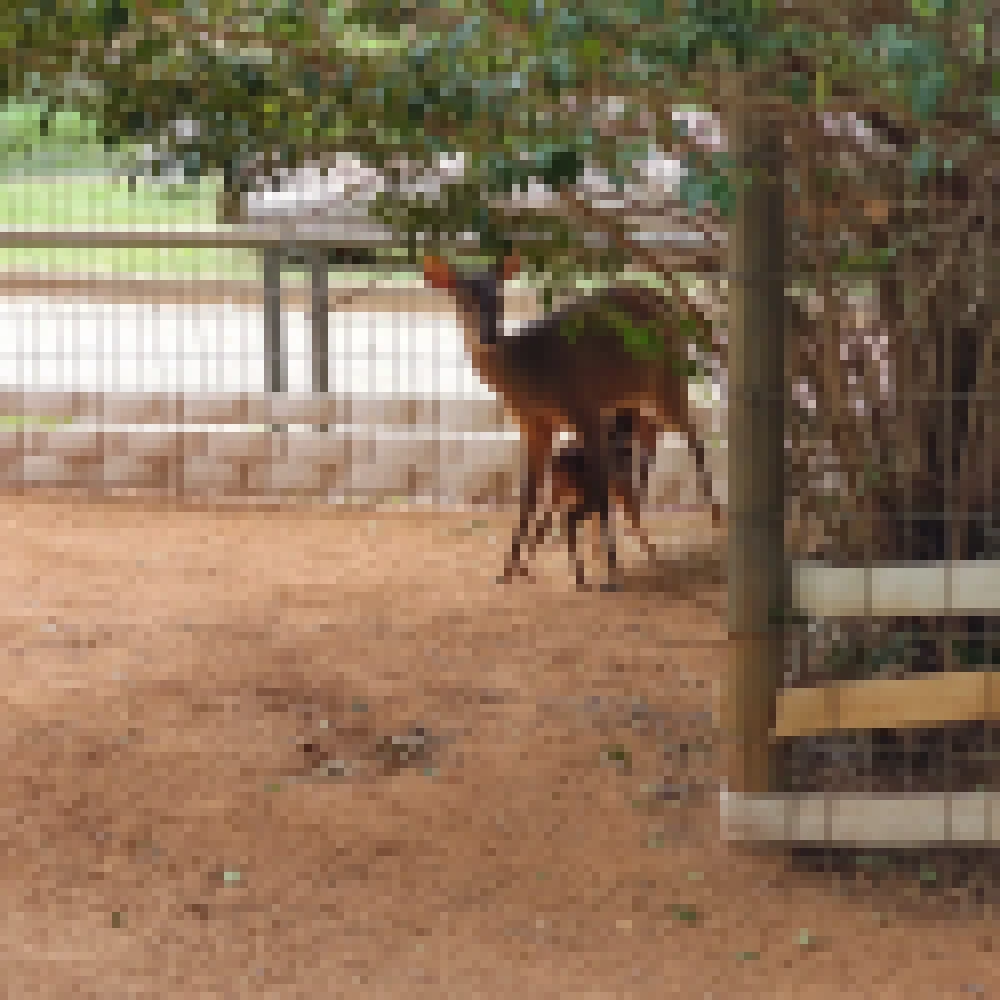 Filhote de Veado-catingueiro nasce no ZoolÃ³gico de Sorocaba