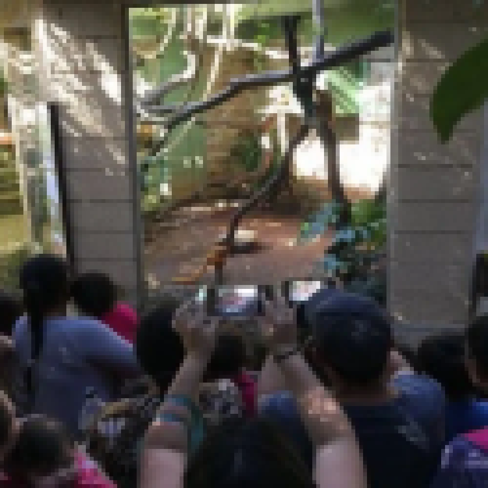ZoolÃ³gico comemorou o Dia do Mico-leÃ£o-dourado