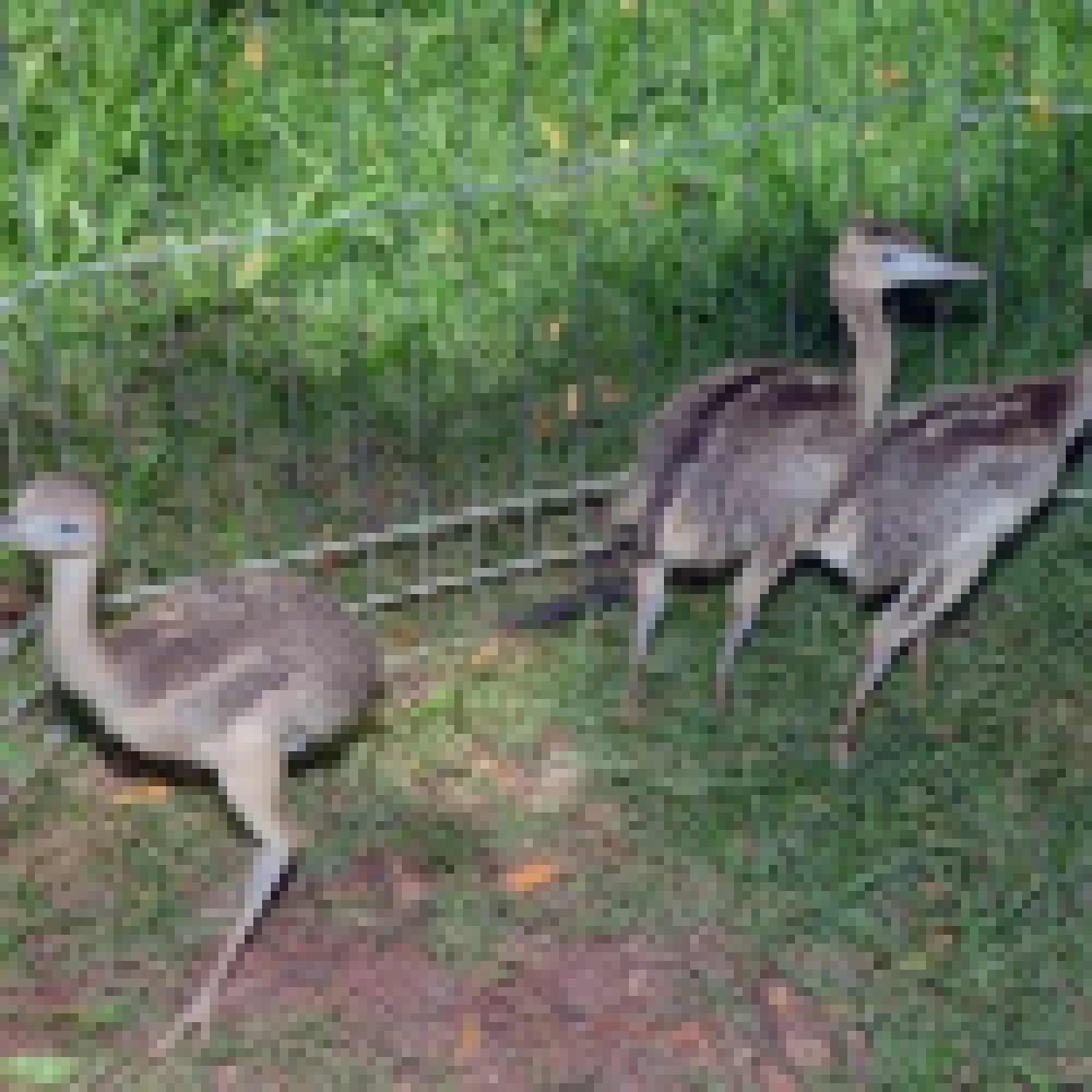 Filhotes de arara-de-testa-vermelha e ema nascem no ZoolÃ³gico Quinzinho de Barros