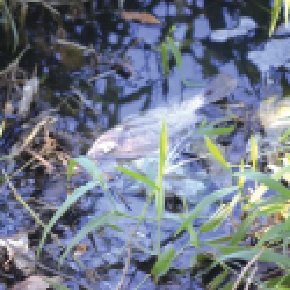Vazamento de esgoto causa a morte de centenas de peixes no lago da Formosa e frequentadores do local se revoltam com a situaÃ§Ã£o