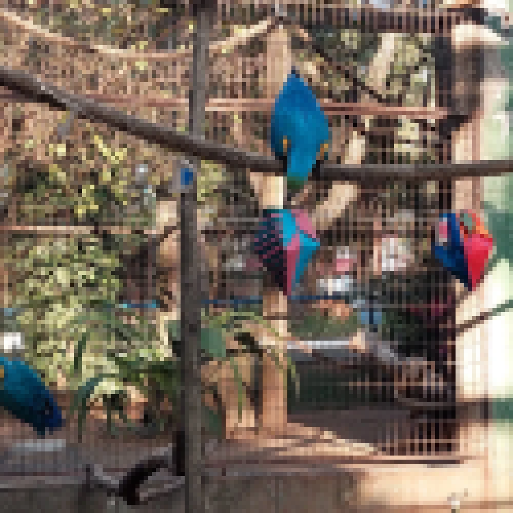 Festa Junina no ZoolÃ³gico Municipal de Sorocaba; animais ganham mimos