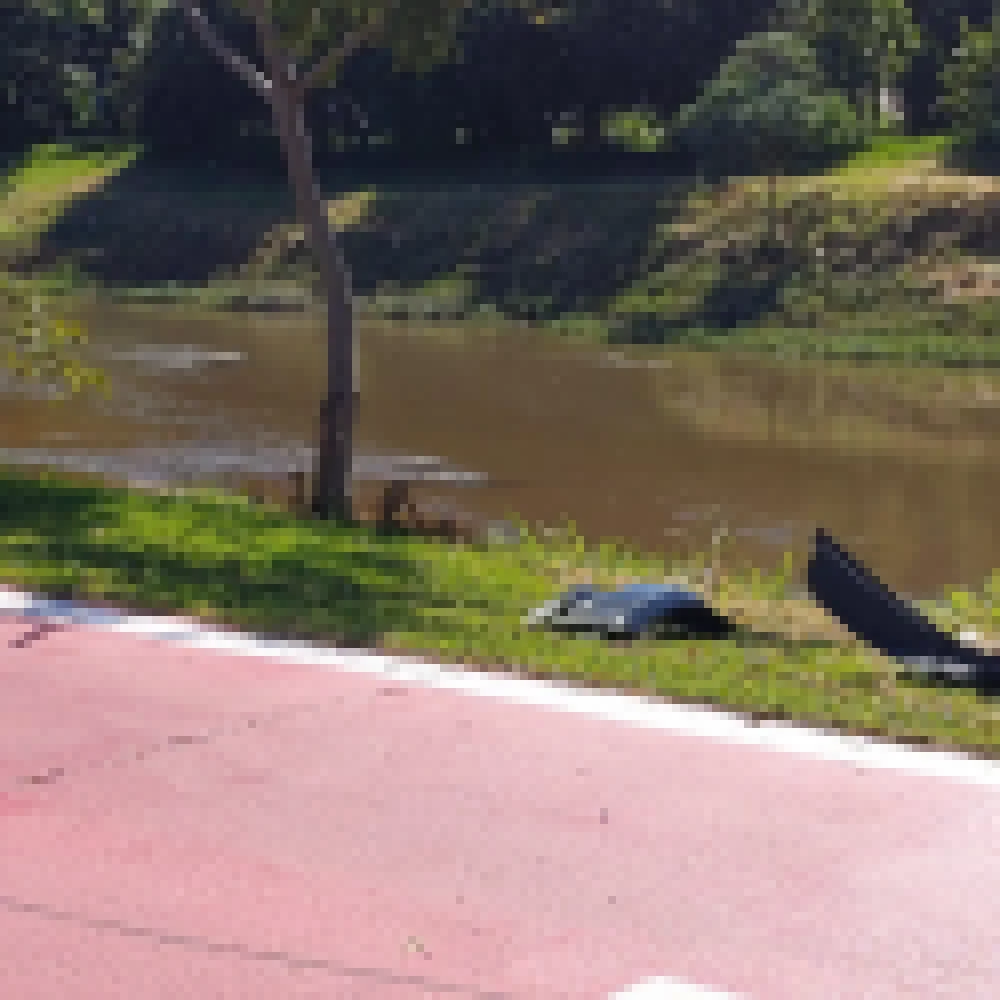 Atropelamento demonstra necessidade de manejo das capivaras