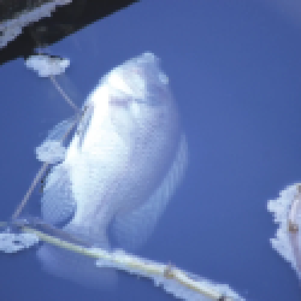 Vazamento de esgoto causa a morte de centenas de peixes no lago da Formosa e frequentadores do local se revoltam com a situaÃ§Ã£o