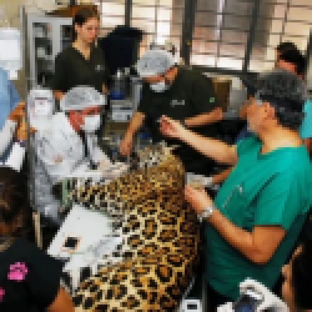OnÃ§a-pintada do Zoo de Sorocaba passou por tratamento dentÃ¡rio