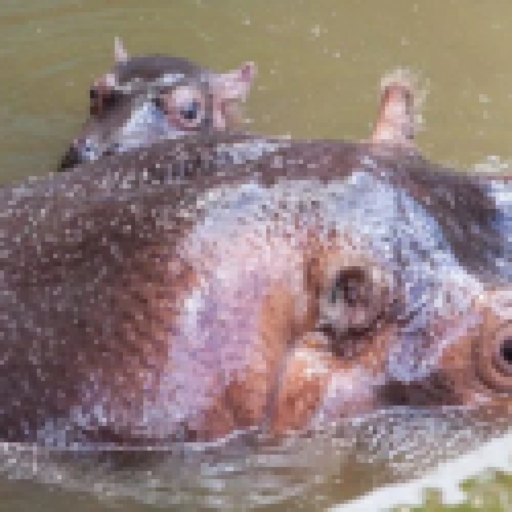 Filhote de hipopÃ³tamo nasceu no Zoo de Sorocaba