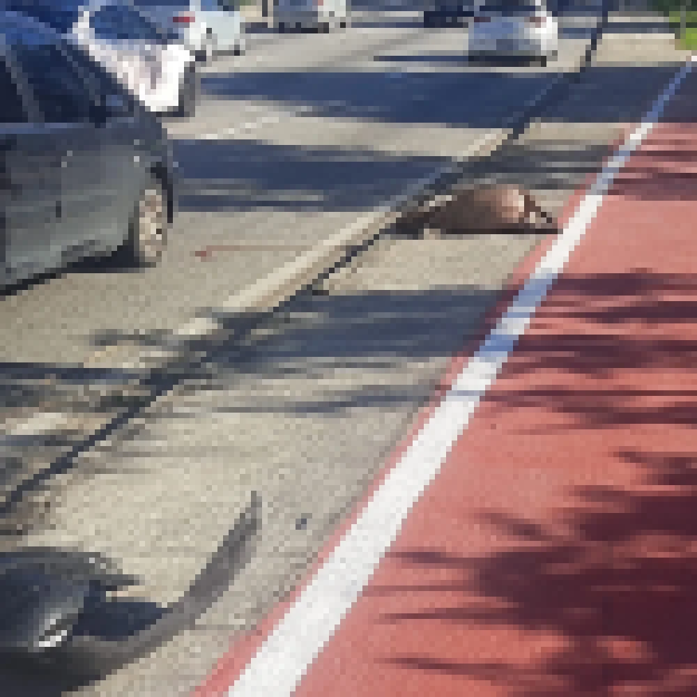 Atropelamento demonstra necessidade de manejo das capivaras