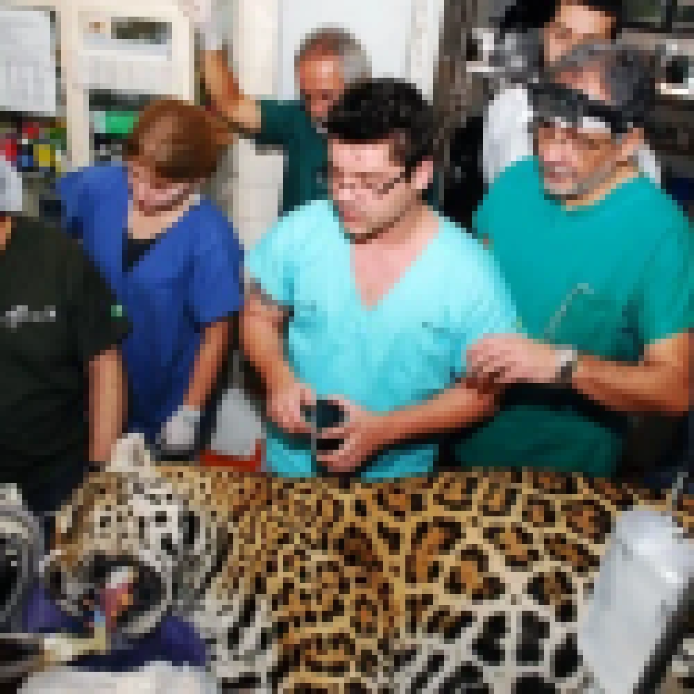 OnÃ§a-pintada do Zoo de Sorocaba passou por tratamento dentÃ¡rio