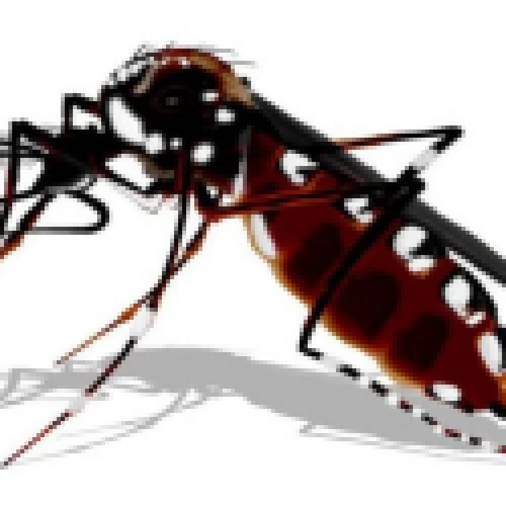 Infestação do Aedes Aegypti põe Sorocaba em estado de alerta