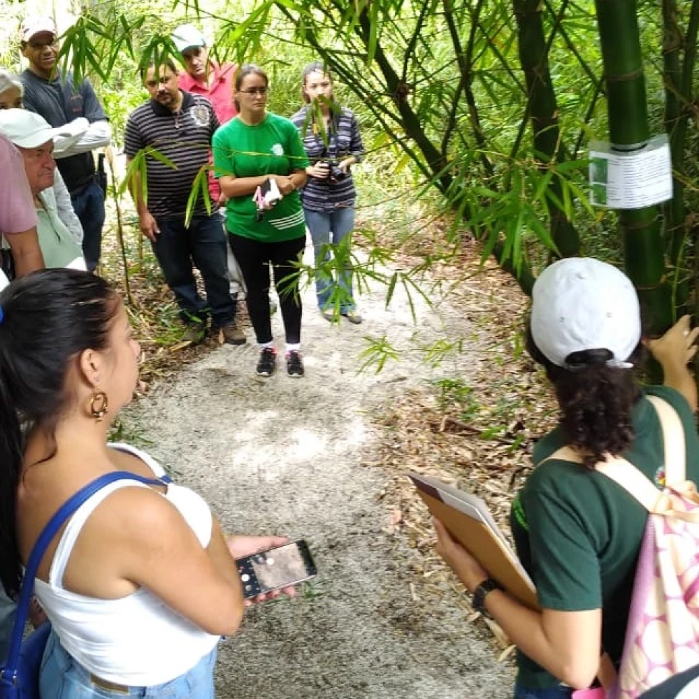 Jardim Botânico incorpora coleção de bambu, inclusive com espécie da China