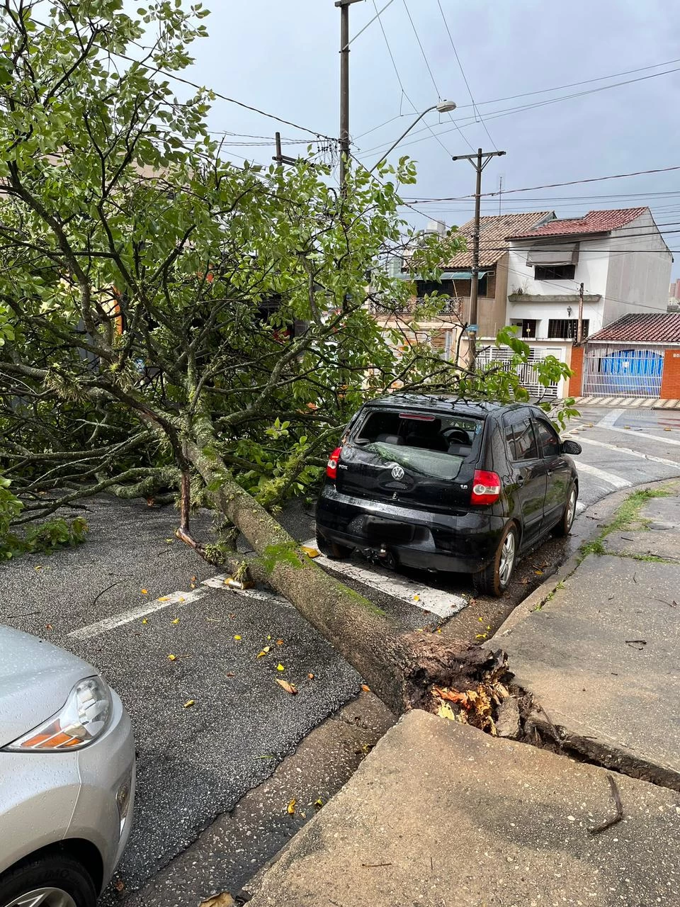 Durante a chuva, árvore cai em cima de carro e bloqueia trânsito na Vila Jardini