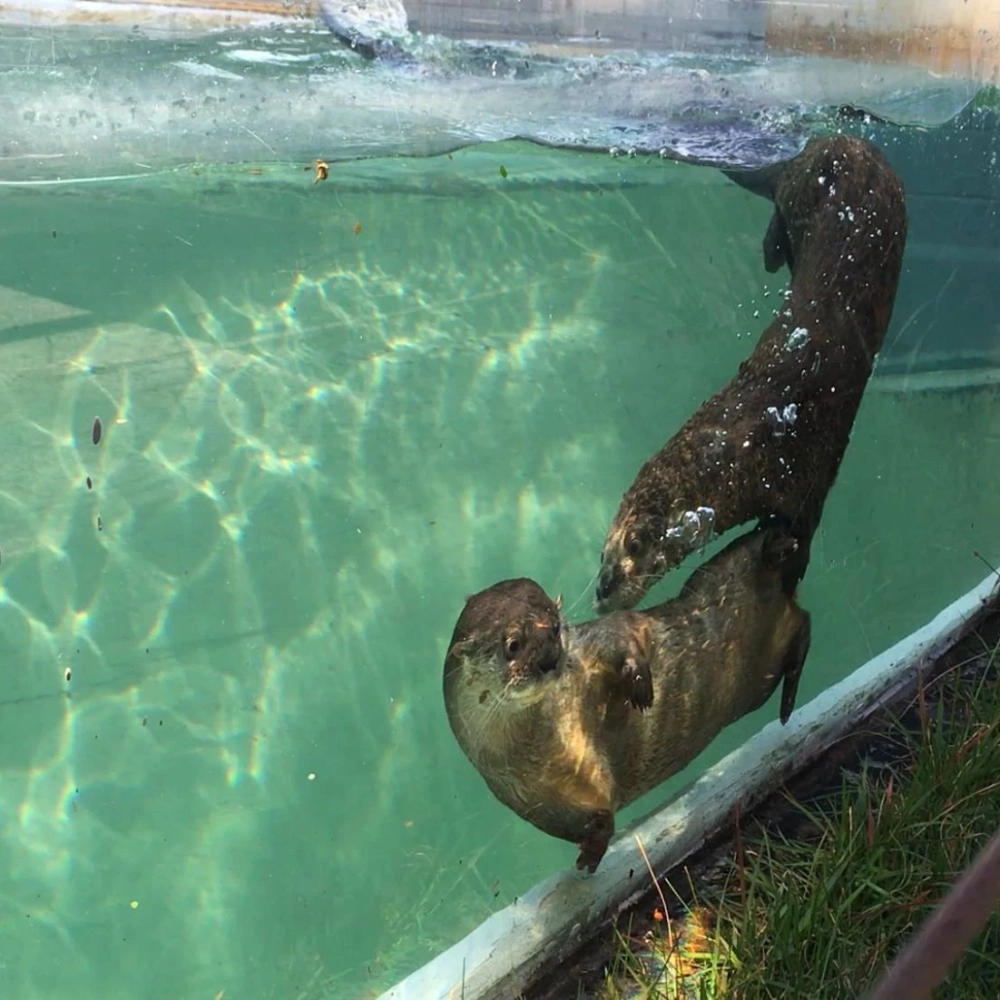 Lontrina é o nome escolhido para a lontra fêmea do Zoo