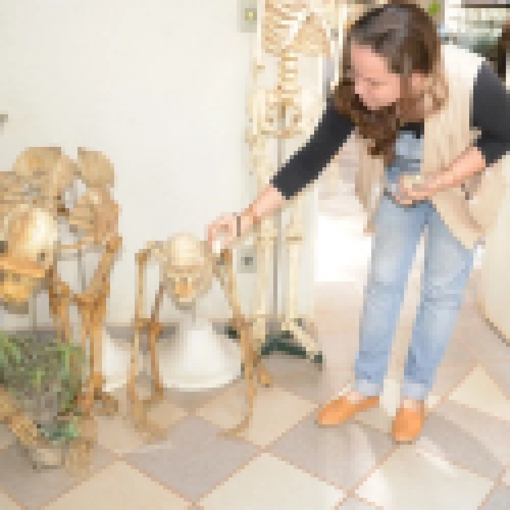 Museu de Zoologia mantém em torno de mil peças em seu acervo com funções educativas