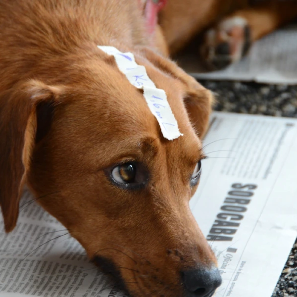 Mutirão de Castração de cães e gatos recebe inscrição até segunda-feira