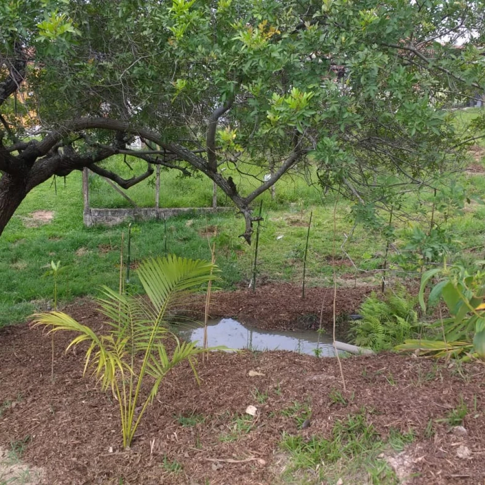 Nascente localizada na área urbana de Sorocaba ganha plantio de árvores visando sua recuperação