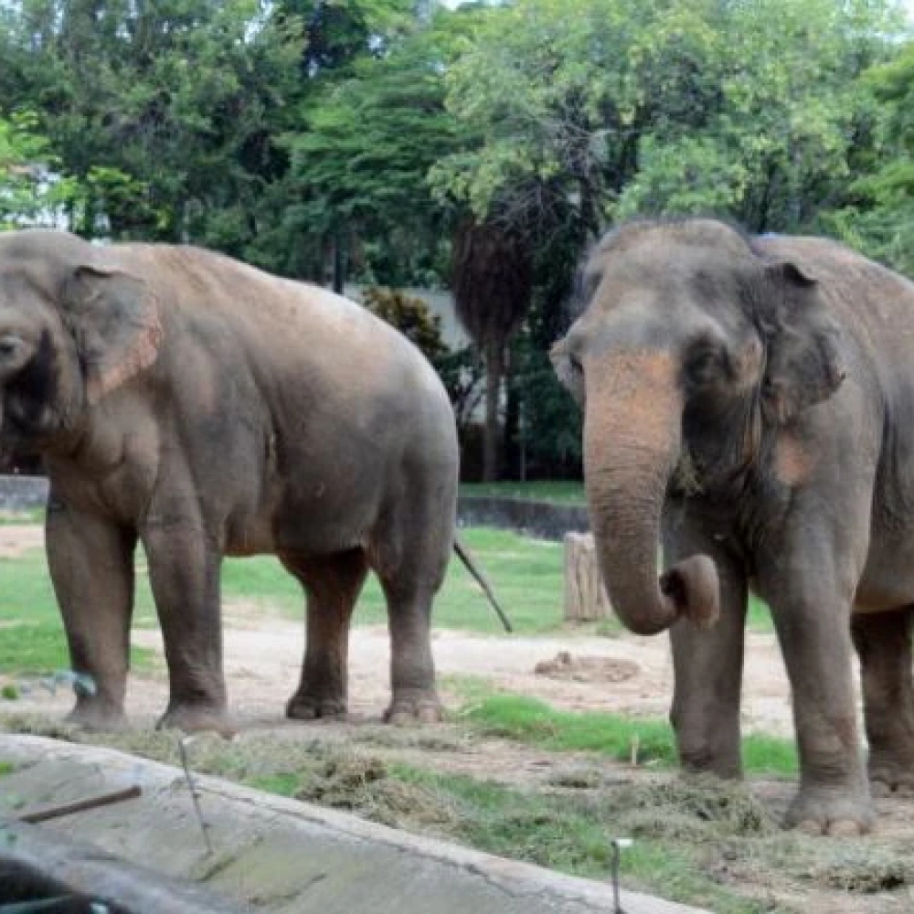 No Zoo desde 1995, morre a elefanta Haisa