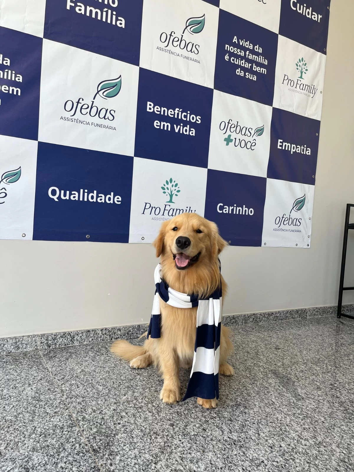 Ofebas lança segunda edição da ‘Campanha do Augasalho’ para cães e gatos em situação de vulnerabilidade