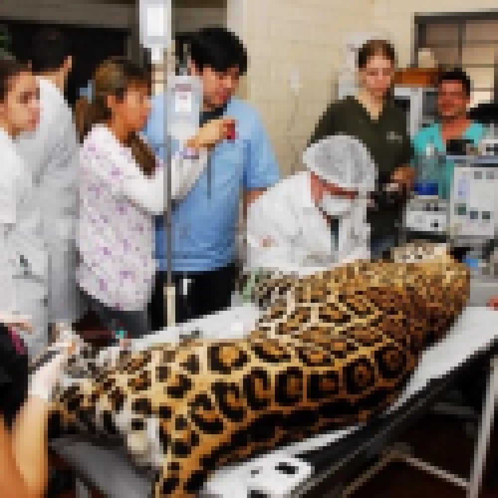 Onça-pintada do Zoo de Sorocaba passou por tratamento dentário