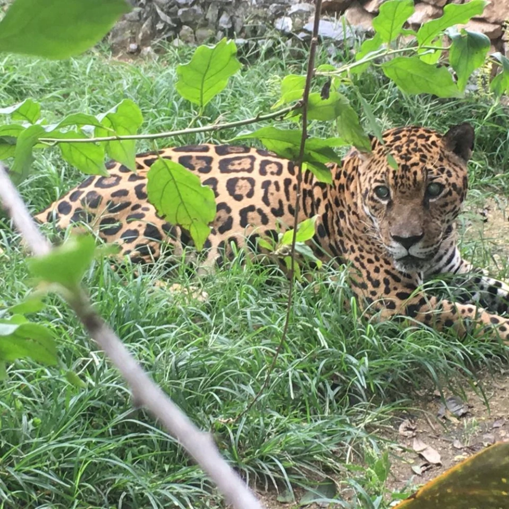 Onça-pintada do zoológico de Sorocaba ganha o nome de Phantera