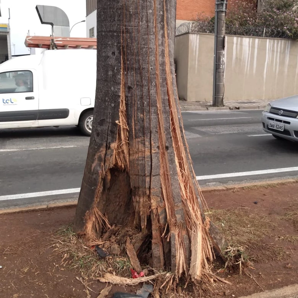 Palmeira com risco de queda será removida da avenida General Carneiro