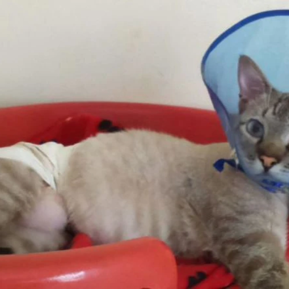Pele artificial é destaque em cirurgia veterinária em gato