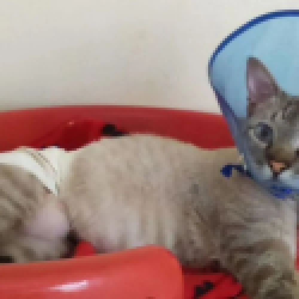 Pele artificial é destaque em cirurgia veterinária em gato