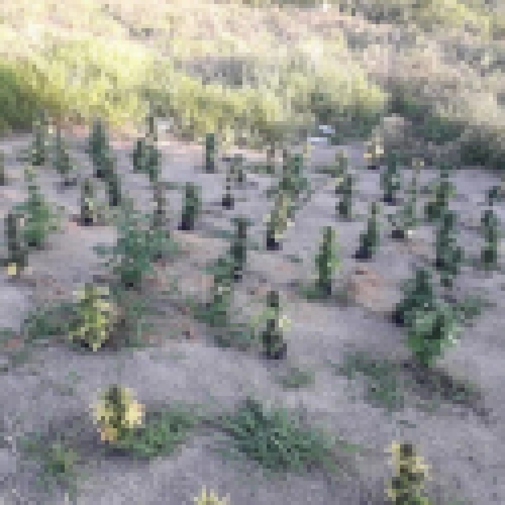 Polícia encontra plantação com 68 pés de maconha em terreno de Votorantim